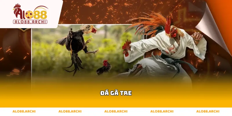 đá gà tre