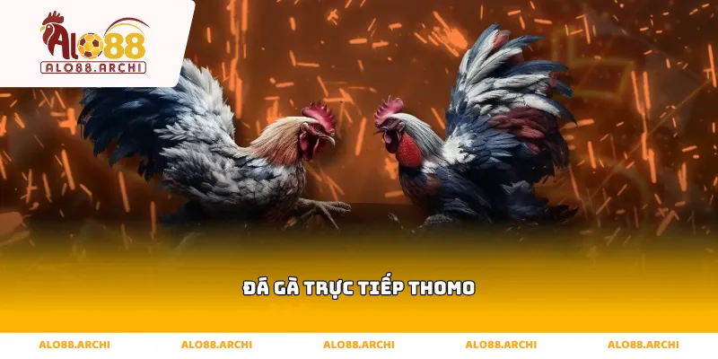 đá gà trực tiếp thomo